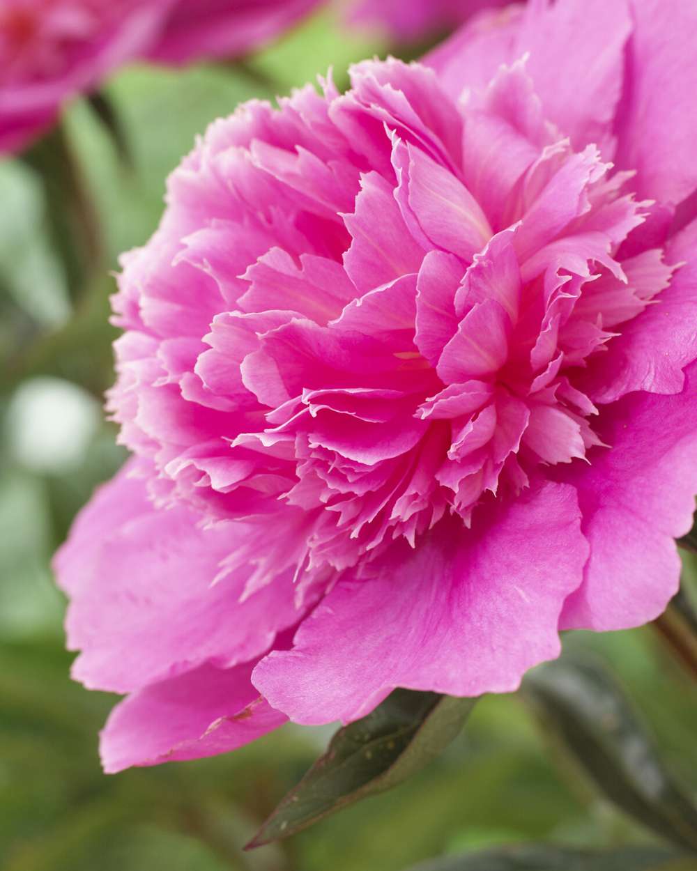 Pion 'Bouquet Perfect'